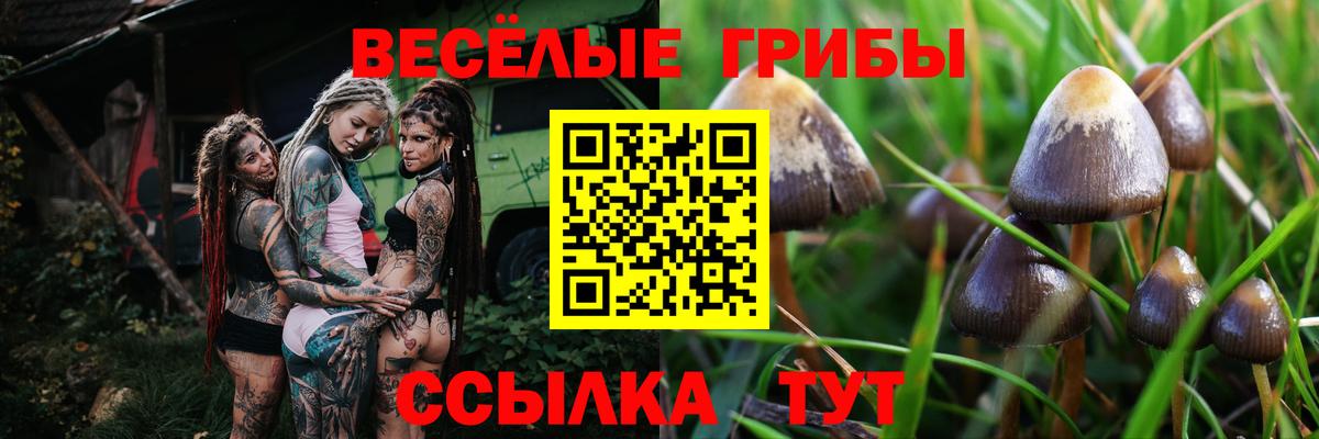 Псилоцибиновые грибы Psilocybine cubensis Урай